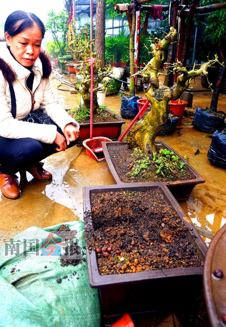 花卉市場(chǎng)頻頻遭竊