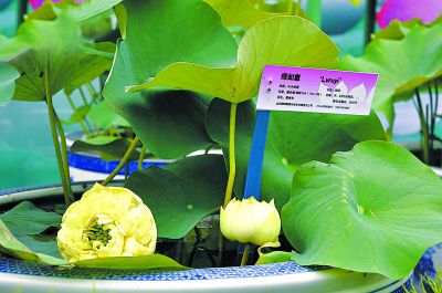 圓明園 荷花節 北京公園 北京荷花