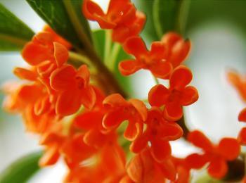 桂花品種