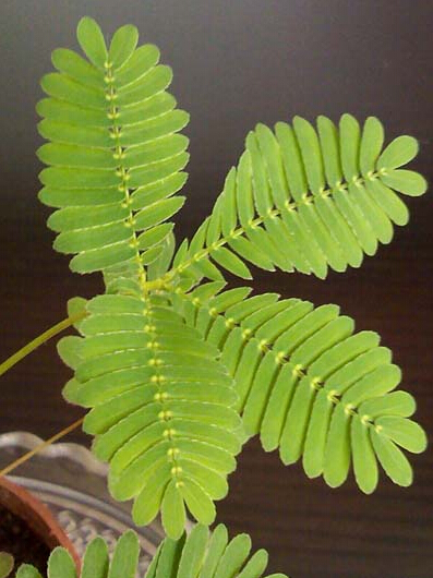 含羞草