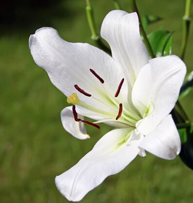 百合花