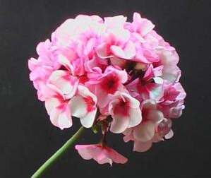 洋繡球花