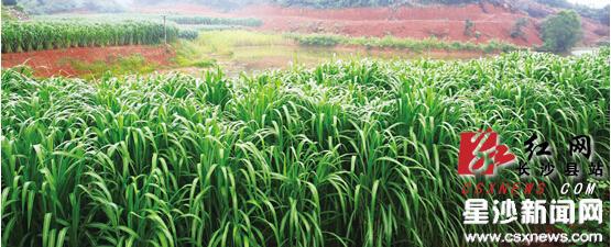 長沙縣推廣“用速生植物捕碳儲碳修復(fù)大氣環(huán)境”技術(shù)