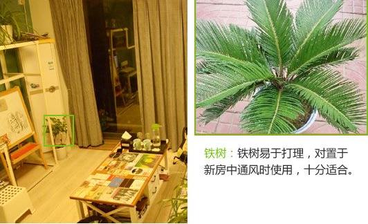 鐵樹