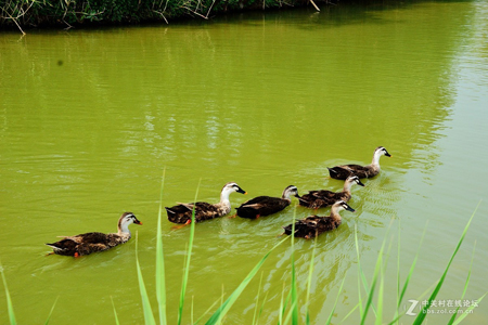西安：浐灞生態國家濕地公園