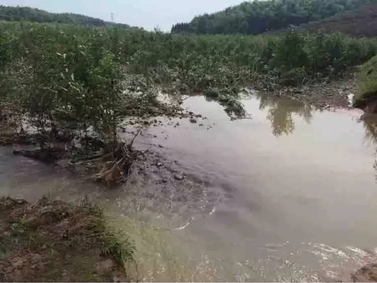 洪澇對園林植物的影響及災(zāi)后管理措施