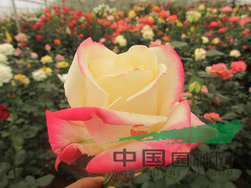 云南8個(gè)月季新品種通過(guò)初審