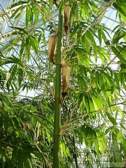 26種竹類(lèi)植物整理（上）
