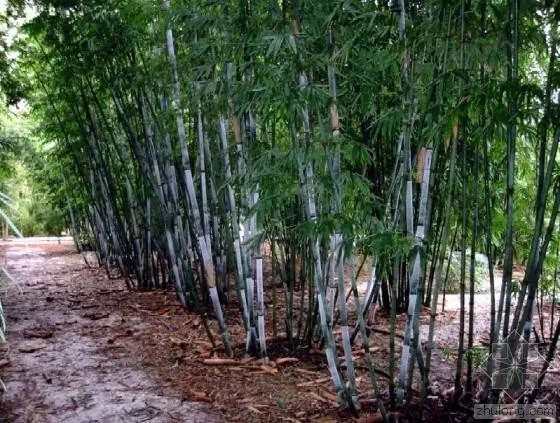 26種竹類(lèi)植物整理（上）