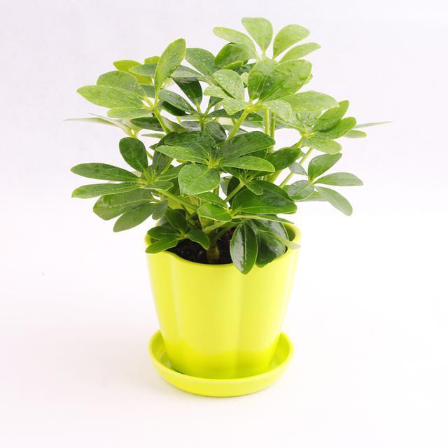 可除室內(nèi)甲醛的八種植物