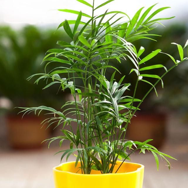 可除室內(nèi)甲醛的八種植物