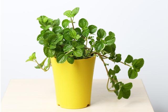 可除室內(nèi)甲醛的八種植物