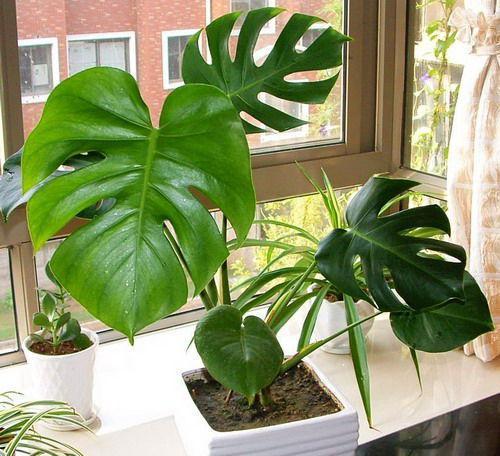 可除室內(nèi)甲醛的八種植物