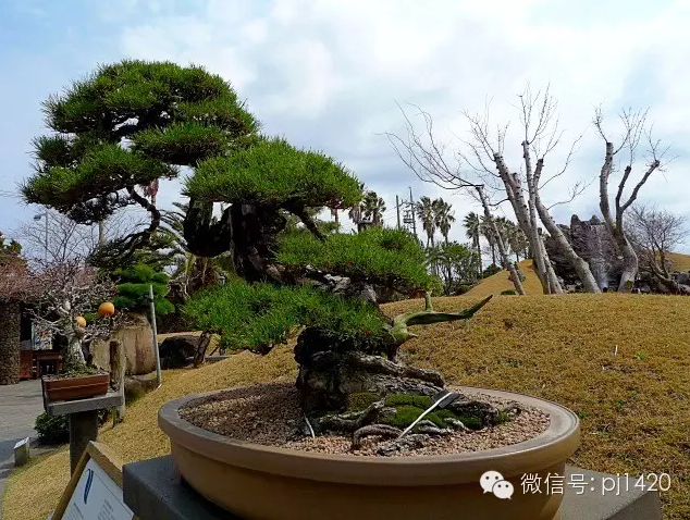世界最大的盆栽公園——思索之苑