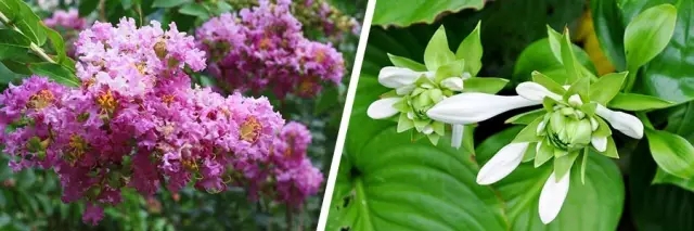花開的節氣