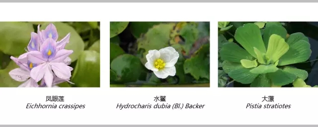 河道景觀植物搭配你知道嗎？