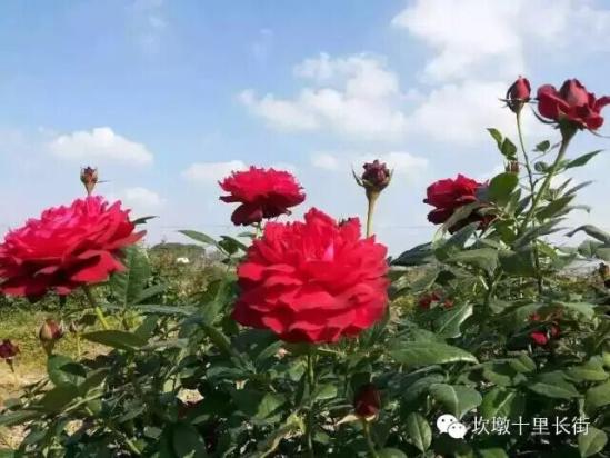 3位女大學生樂當種花匠 坎墩后花園打造“花樣年華