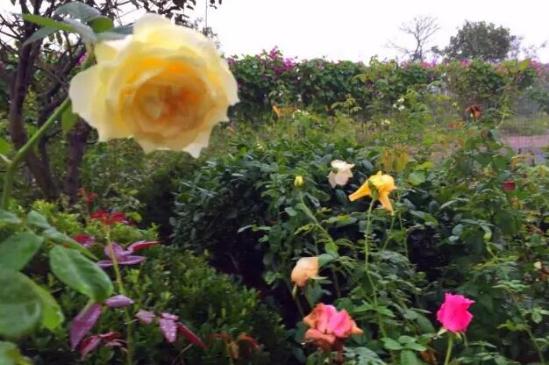 3位女大學生樂當種花匠 坎墩后花園打造“花樣年華
