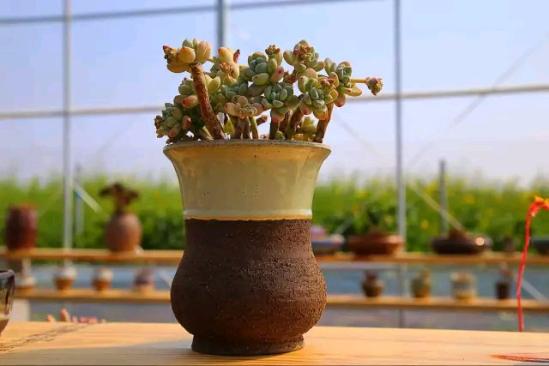 3位女大學(xué)生樂當(dāng)種花匠 坎墩后花園打造“花樣年華