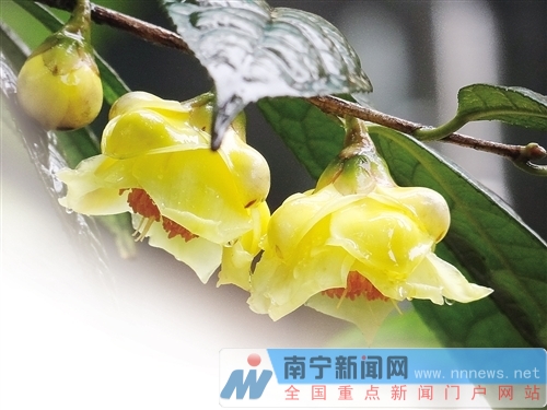 首批國(guó)家花卉種質(zhì)資源庫確定 南寧兩處資源庫入選