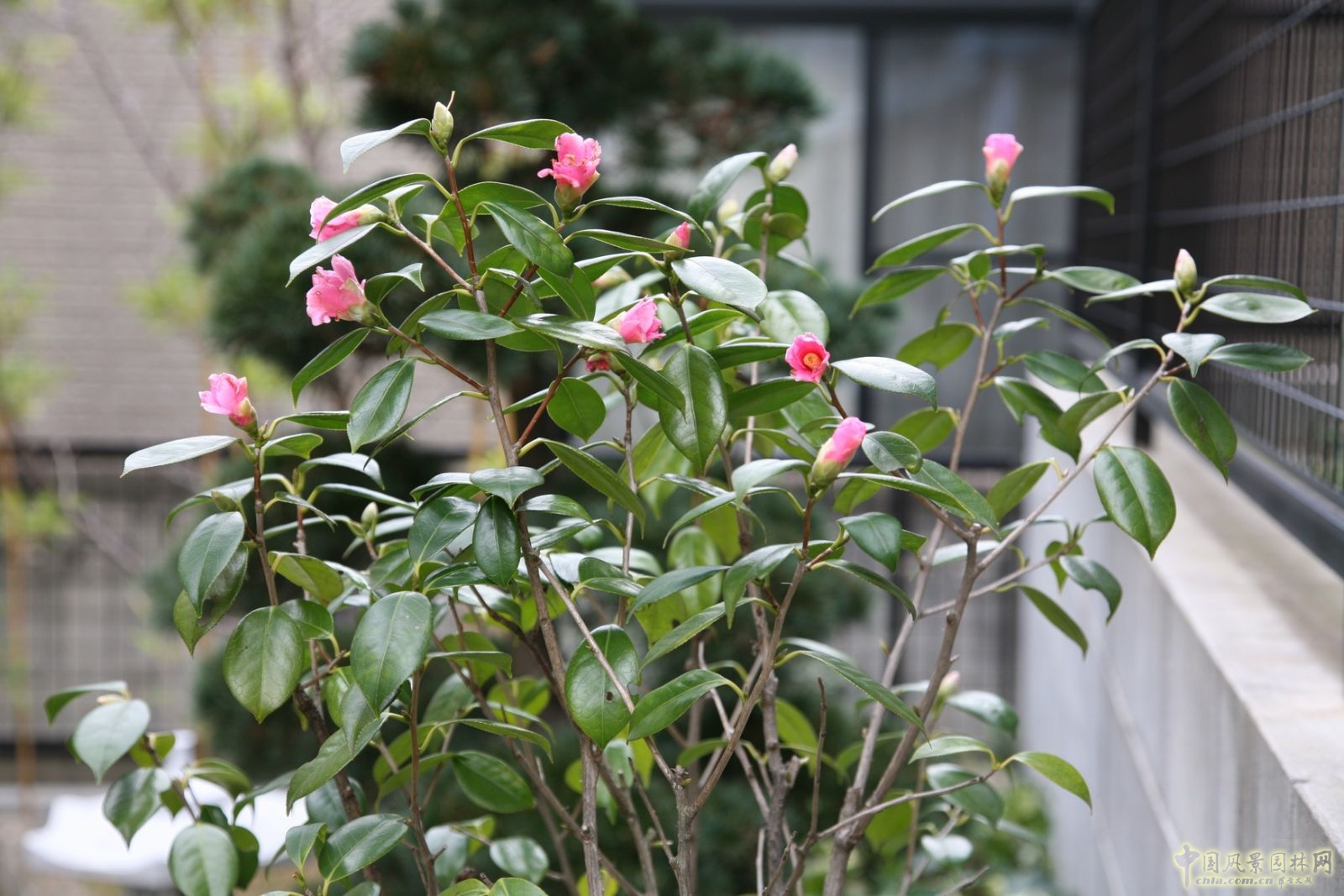章俊華