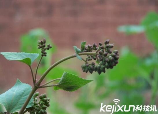 植物知識(shí)：中國(guó)入侵植物盤(pán)點(diǎn)
