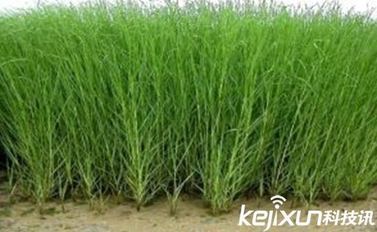 植物知識(shí)：中國入侵植物盤點(diǎn)