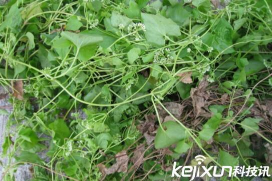 植物知識(shí)：中國入侵植物盤點(diǎn)