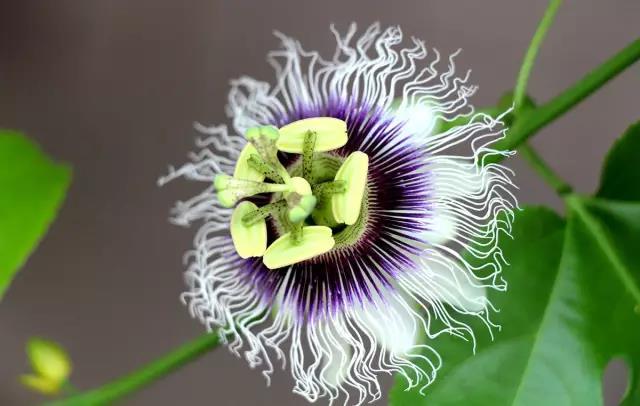 這些以“雞”為名的植物你認識幾個？