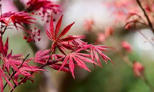 這些以“雞”為名的植物你認識幾個？