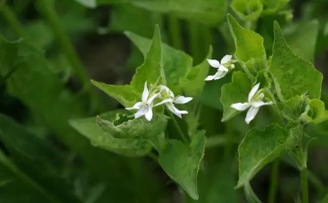 這些以“雞”為名的植物你認識幾個？