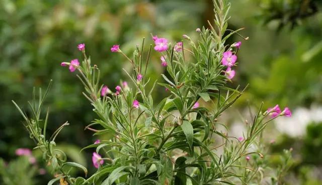 這些以“雞”為名的植物你認識幾個？