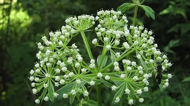 這些以“雞”為名的植物你認識幾個？