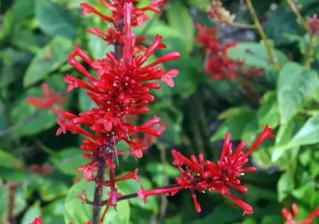 這些以“雞”為名的植物你認識幾個？