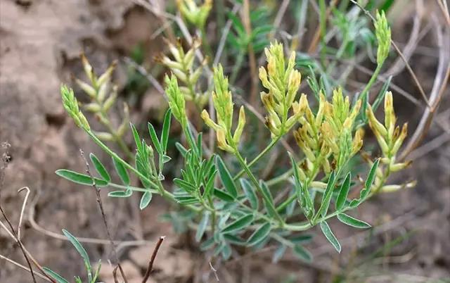 這些以“雞”為名的植物你認識幾個？