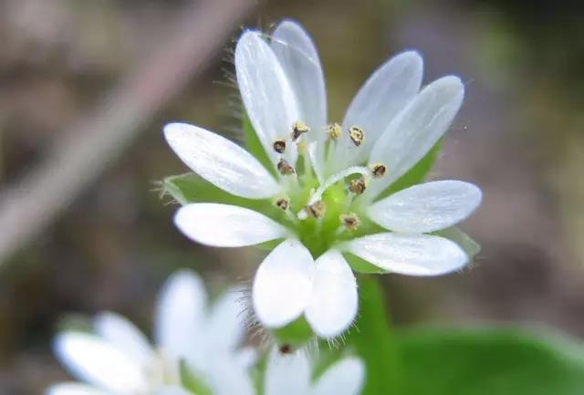 這些以“雞”為名的植物你認識幾個？