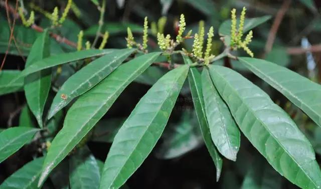 這些以“雞”為名的植物你認識幾個？