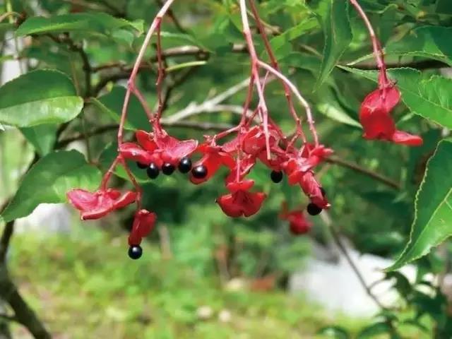 這些以“雞”為名的植物你認識幾個？