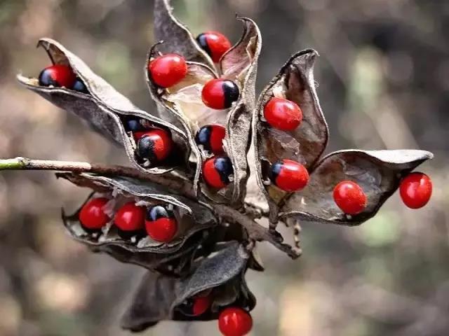這些以“雞”為名的植物你認識幾個？
