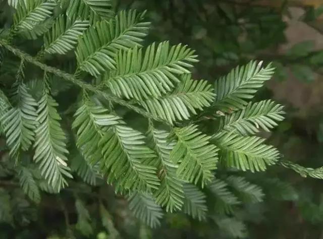 這些以“雞”為名的植物你認識幾個？