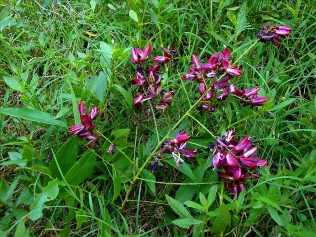 這些以“雞”為名的植物你認識幾個？