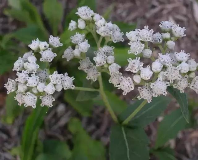 這些以“雞”為名的植物你認識幾個？