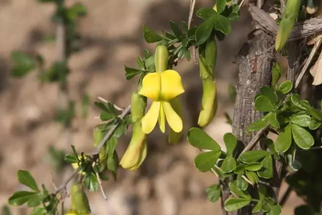 這些以“雞”為名的植物你認識幾個？