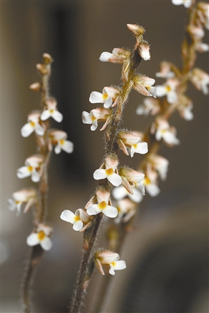 新近發(fā)現(xiàn)植物新記錄種12種
