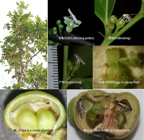 華南植物園植物和昆蟲間共生機制的研究進展