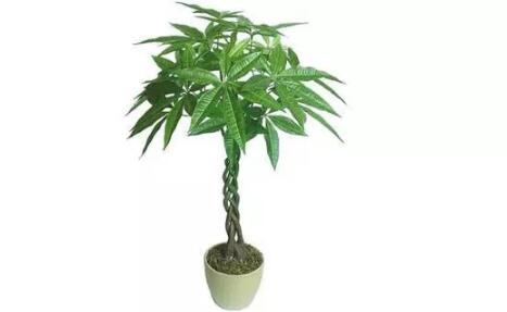 2017年養(yǎng)這些植物最旺財運