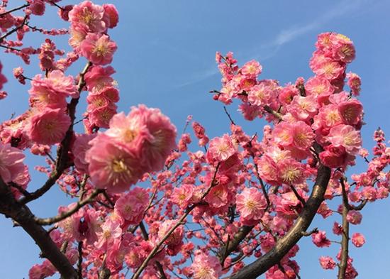 上海植物園發(fā)布3月上旬花訊