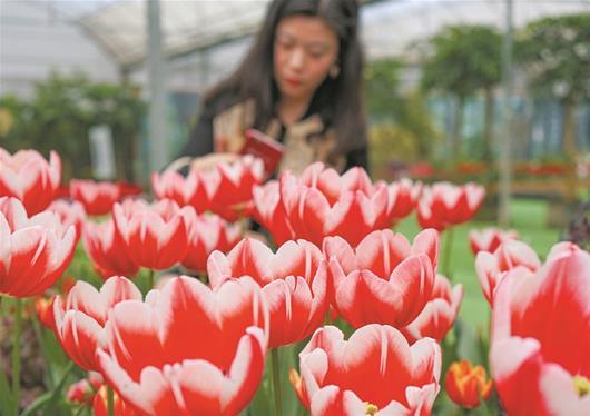 武漢植物園60萬(wàn)株郁金香盛放