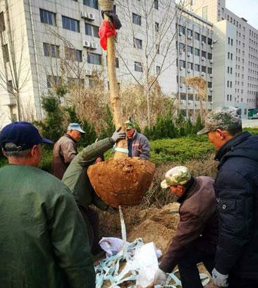 濱州引進(jìn)新樹(shù)種流蘇打造特色街道園林景觀