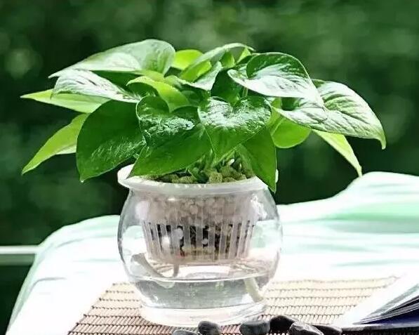 適合家庭栽培的吸毒植物，你知道哪些？